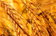 Ввоз российской пшеницы и кукурузы в Турцию приостановлен