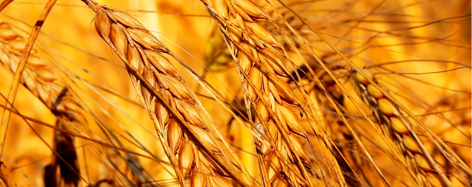 Бразилия, Китай и Нигерия снижают закупки пшеницы из США