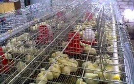 ЛНР: Чернухинская птицефабрика разрушена на 30-40%