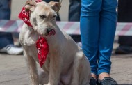 800 собак донецкого приюта «Пиф» нуждаются в вашей поддержке