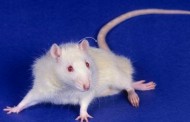 Ученые вырастили самок крыс с мужским мозгом