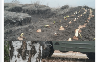 Ukrainian military fighters planted onion in trenches