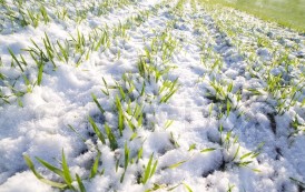 Snowfall in the DPR protected winter crops from freezing